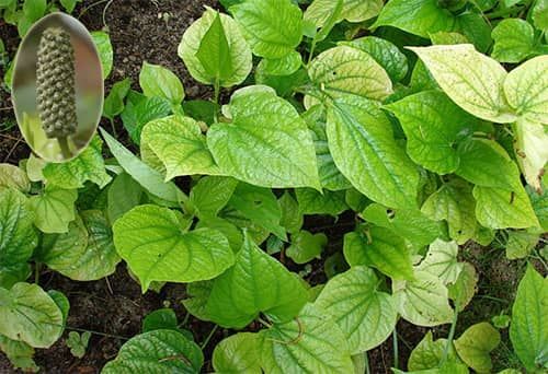 Lốt - Làm thuốc trị đau bụng lạnh