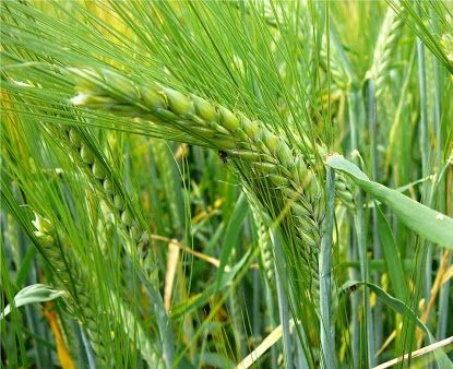 Lúa mạch - Làm thuốc trị trướng bụng đầy hơi
