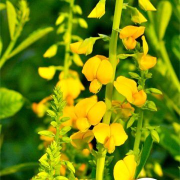 Lục lạc sét - Chữa mụn nhọt, lở ngứa