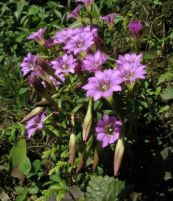 Long đởm cứng - Tác dụng mát gan, giúp tiêu hóa