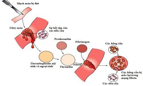 Xét nghiệm yếu tố đông máu - Quy trình thực hiện và những lưu ý cần biết