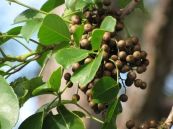 Nhội - Trị phong thấp đau xương