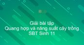 Giải SBT Sinh 11 Bài 11: Quang hợp và năng suất cây trồng