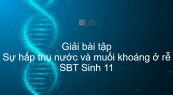 Giải SBT Sinh 11 Bài 1: Sự hấp thụ nước và muối khoáng ở rễ