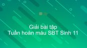 Giải SBT Sinh 11 Bài 18: Tuần hoàn máu