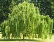 Liễu - Trị gân cốt đau nhức