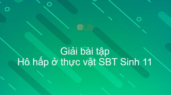 Giải SBT Sinh 11 Bài 12: Hô hấp ở thực vật