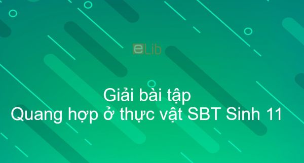 Giải SBT Sinh 11 Bài 8: Quang hợp ở thực vật