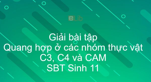 Giải SBT Sinh 11 Bài 9: Quang hợp ở các nhóm thực vật C3, C4 và CAM