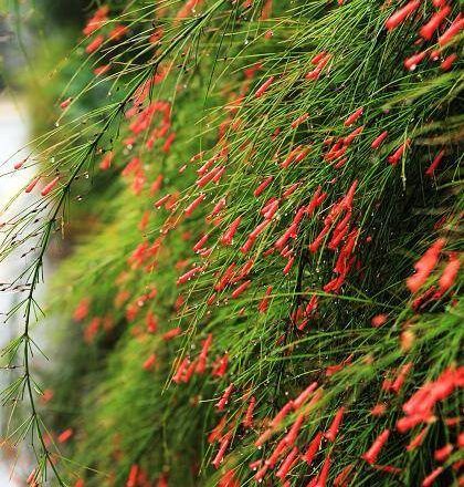 Liễu tường hoa đỏ - Làm thuốc trị ho