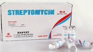 Thuốc Streptomycin - Điều trị bệnh lao và một số bệnh nhiễm trùng