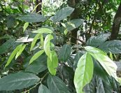 Chanh ốc - Chữa sâu răng