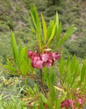 Chành ràng - Chữa thống phong và thấp khớp