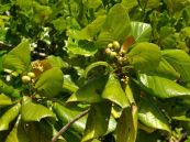 Lâm bòng - Trị vết thương và áp xe