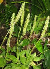 Lan gấm đất cao - Trị viêm khí quản