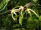 Lan xương cá - Chữa viêm họng