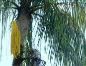 Nhum - Trị bụng đầy trướng