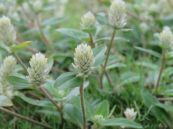 Nở ngày đất - Trị ho cảm cúm