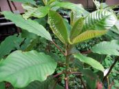 Nóng - Chữa rắn cắn