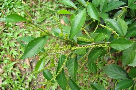 Chè hàng rào - Làm thuốc trị giun