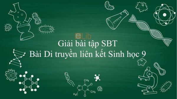 Giải bài tập SBT Sinh học 9 Bài 13: Di truyền liên kết