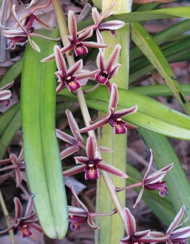 Lan lô hội - Làm thuốc điều hòa kinh nguyệt