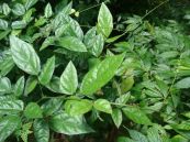 Chè tầng - Chữa cảm sốt, đau bụng