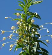 Chỉ thiên giả - Làm thuốc chữa cảm gió