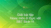 Giải SBT Sinh 11 Bài 35: Hooc môn ở thực vật