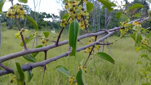 Chóc máu - Chữa viêm khớp đau lưng