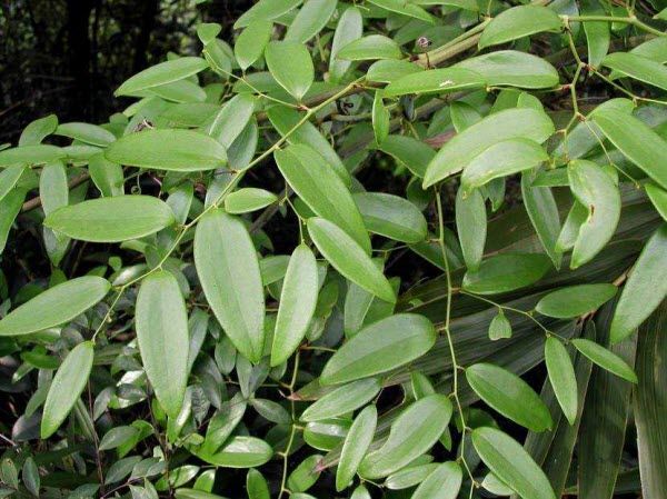 Kim cang lá quế - Trị đòn ngã phong thấp