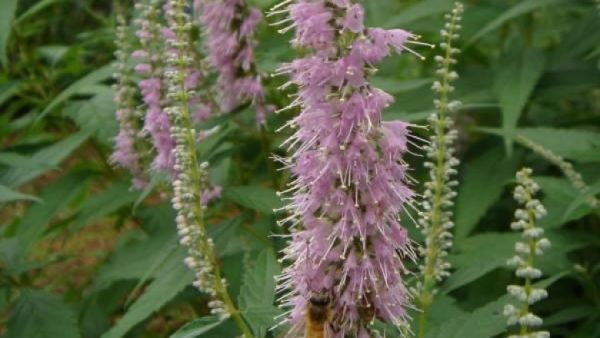 Kinh giới phổ biến - Trị cảm mạo