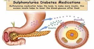 Thuốc Sulfonylureas - Điều trị đái tháo đường