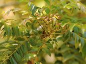 Chùm hôi trắng - Trị lỵ, tiêu chảy