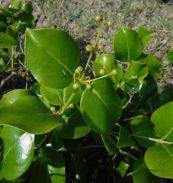 Chùm lé - Chữa phong thấp, nhức mỏi