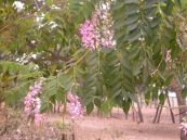 Hồng mai - Dùng uống hạ nhiệt, chống tăng huyết áp