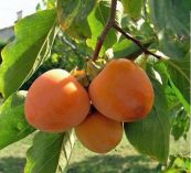 Hồng - Trị ăn không tiêu, đầy bụng