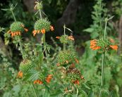 Ích mẫu nam - Trị hen, ho gà