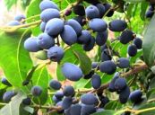 Ô liu khác gốc - Có tác dụng giải nhiệt