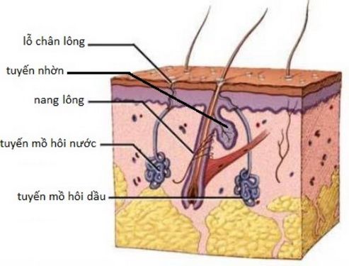 Bệnh giảm tiết mồ hôi - Triệu chứng, nguyên nhân và cách điều trị