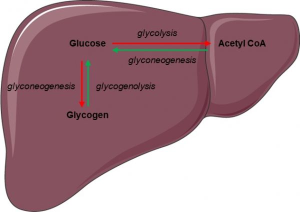 Xét nghiệm Glucagon - Quy trình thực hiện và những lưu ý cần biết