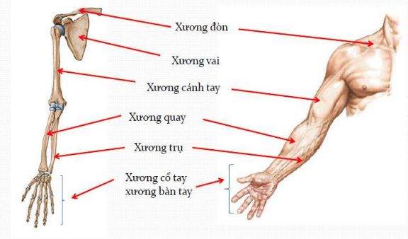 Bệnh gãy xương trụ - Triệu chứng, nguyên nhân và cách điều trị