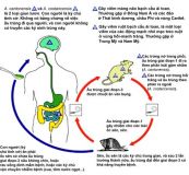 Bệnh giun tròn - Triệu chứng, nguyên nhân và cách điều trị