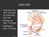Hạch nền - Triệu chứng, nguyên nhân và cách điều trị