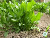 Chút chít chua - Lợi tiểu