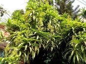 Huyết giác, Trầm dứa - Chữa bị thương máu tụ sưng bầm