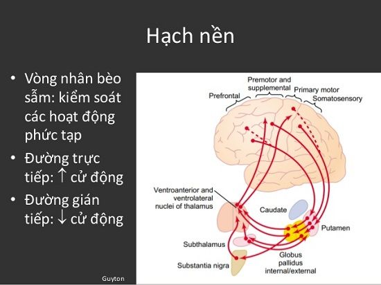Hạch nền - Triệu chứng, nguyên nhân và cách điều trị