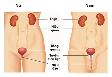 Chụp X-quang bàng quang-niệu đạo - Quy trình thực hiện và những lưu ý cần biết