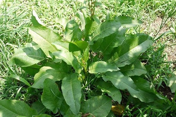 Chút chít - Nhuận tràng và chữa lở ngứa