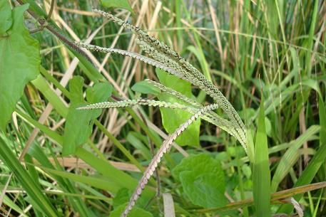 Cỏ đắng - Làm thuốc trị bò cạp đốt